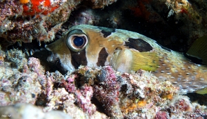 Maldives 2021 - Poisson porc-epic a taches aureolees - black-blotched porcupinefish - Diodon liturosus - DSC00475_rc